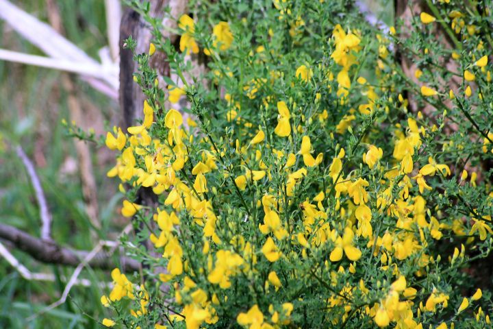 ginestra? Cytisus scoparius